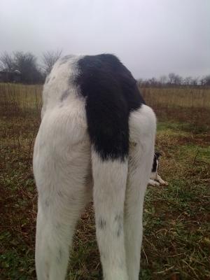 Vand ogar greyhound