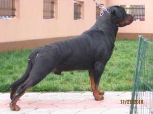 Monta mascul Rottweiler Boris Vom Hause Mitroi Campion Romania