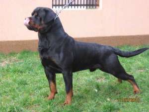 Monta mascul Rottweiler Boris Vom Hause Mitroi Campion Romania