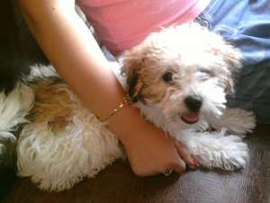vand bichon frise