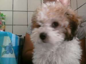 vand bichon frise
