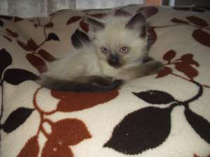 VAND PISICI  BIRMANEZE