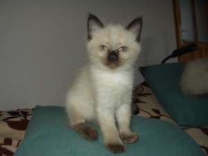VAND PISICI  BIRMANEZE