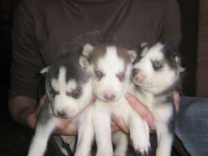Vand pui de Husky