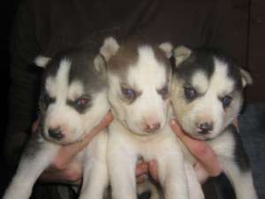 Vand pui de Husky