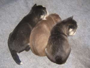 Vand pui de Husky