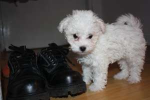 De vanzare Bichon Bolognese