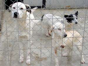 Adapost de caini ofera spre adoptie catei pentru companie