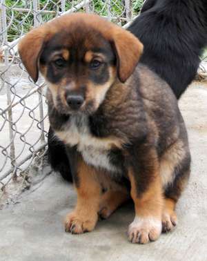 Adapost de caini ofera spre adoptie catei pentru companie