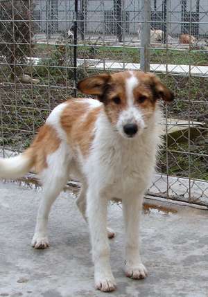 Adapost de caini ofera spre adoptie catei pentru companie