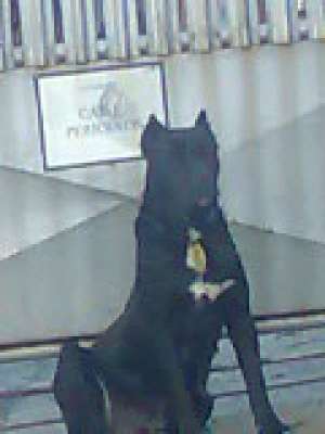 vand cane corso