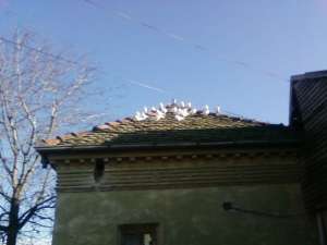 Vand porumbei albi.