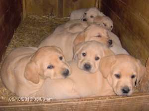 Vanzre Labrador