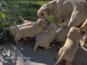 Vanzre Labrador