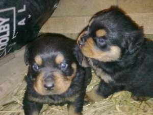 VAND ROTTWEILER