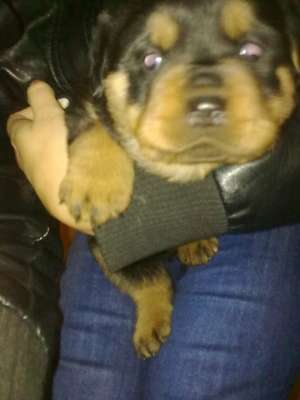 VAND ROTTWEILER