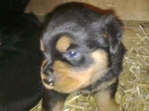 VAND ROTTWEILER