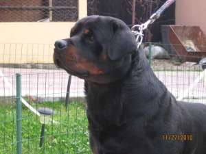 Mascul Rottweiler pentru monta - Boris Vom Hause Mitroi