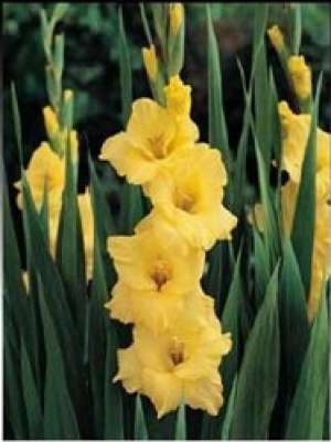 bulbi gladiole olandeze oscar grena