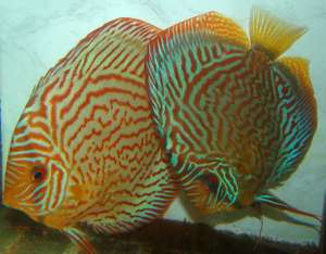 discus