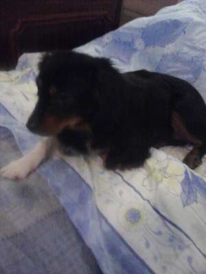 DONEZ CATELUSA