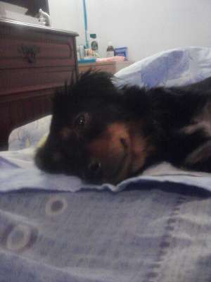 DONEZ CATELUSA