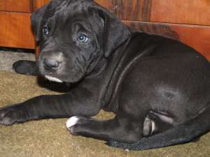 catei cane corso