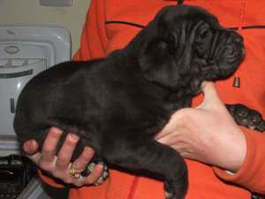 catei cane corso