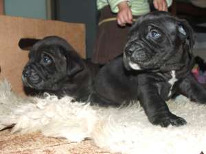 catei cane corso