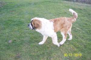 vand catel saint bernard de 6 luni