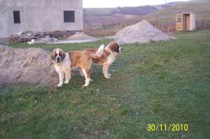 vand catel saint bernard de 6 luni