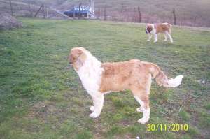 vand catel saint bernard de 6 luni