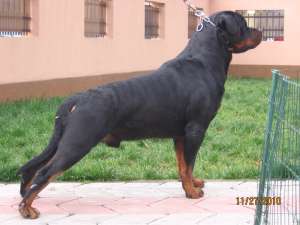 MASUL ROTTWEILER PENTRU MONTA