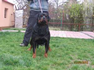 MASUL ROTTWEILER PENTRU MONTA