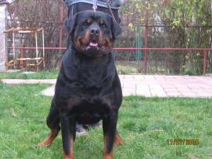 MASUL ROTTWEILER PENTRU MONTA