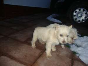 donez metisa westie