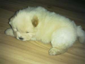 vand chow chow alb superb