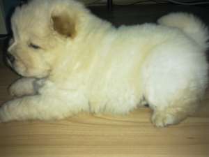vand chow chow alb superb
