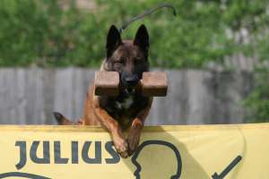 Scoala de dresaj si pensiune canina