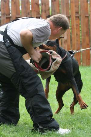 Scoala de dresaj si pensiune canina