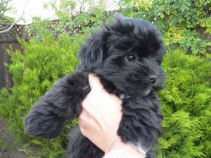 vand bichon havanez