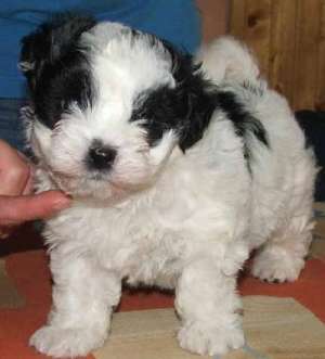 vand bichon havanez