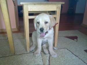 Vand labrador retriever auriu
