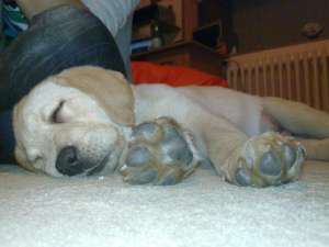 Vand labrador retriever auriu