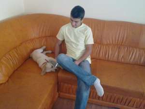 Vand labrador retriever auriu