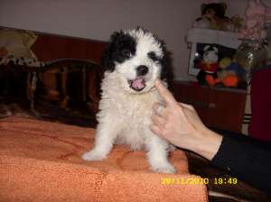 Donez metis caniche