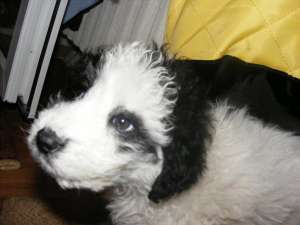 Donez metis caniche