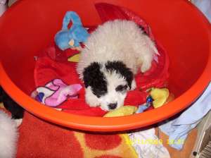 Donez metis caniche