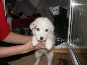 donez metis caniche 3 luni