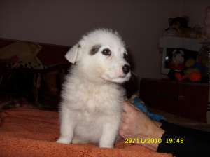 donez metis caniche 3 luni
